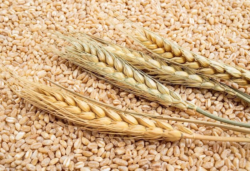 تباين العقود الآجلة للقمح بالأسواق العالمية في آخر جلسات الأسبوع 17-4-2025