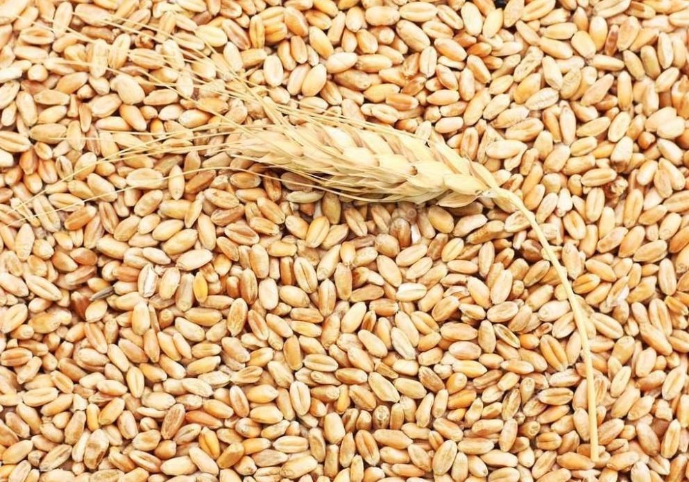 أسعار القمح على بورصة شيكاغو آخذة في الانخفاض اليوم الأربعاء