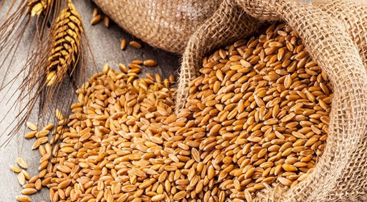 وتيرة مبيعات التصدير من القمح الأمريكي أعلى بنسبة 13٪ عن العام الماضي