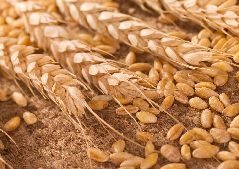 لأول مرة منذ أغسطس.. أكبر مُصدر في العالم يفرض رسوم تصدير صفرية على القمح والذرة