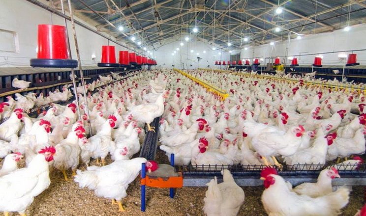 رابوبنك: نمو إنتاج الدواجن العالمي يتباطأ إلى 2.5% في 2026