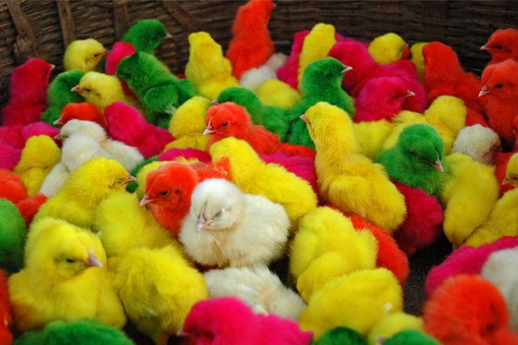 أسعار شركات الكتاكيت