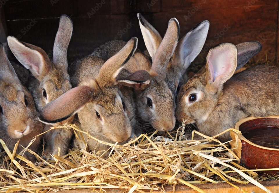 أستاذ تربية يوضح كيفية مواجهة تأثير الاحتباس الحراري علي الأرانب | خاص