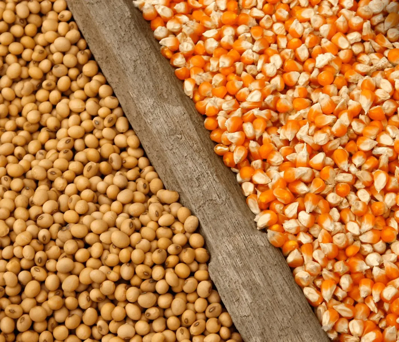 Anec تتوقع زيادة شحنات الصويا والذرة من البرازيل في ديسمبر