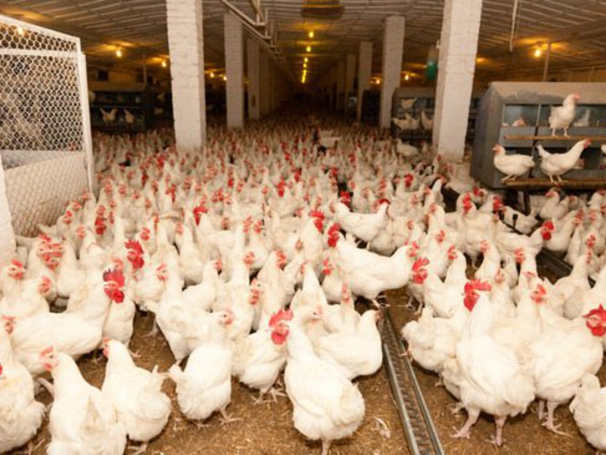 عبد المغيث: إقبال متزايد على الدواجن من ثاني أيام العيد.. والكيلو يسجل 69 جنيها بالمزرعة