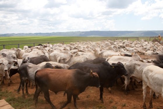 البرازيل تطلق المرحلة الثانية من حملة تطعيم الأبقار والجاموس ضد مرض الحمى القلاعية