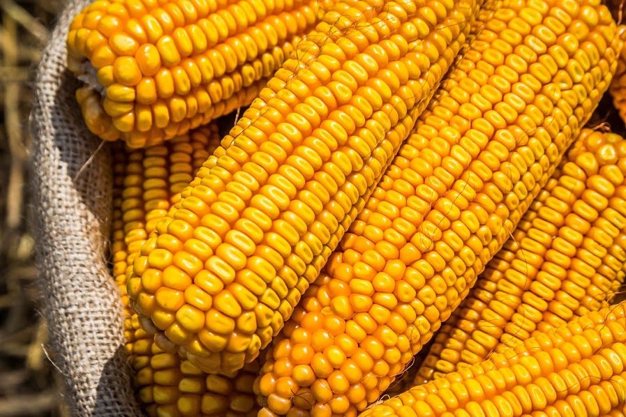 أسعار الذرة في السوق الأوكرانية تواصل ارتفاعها بفعل الطلب النشط والإمدادات المحدودة