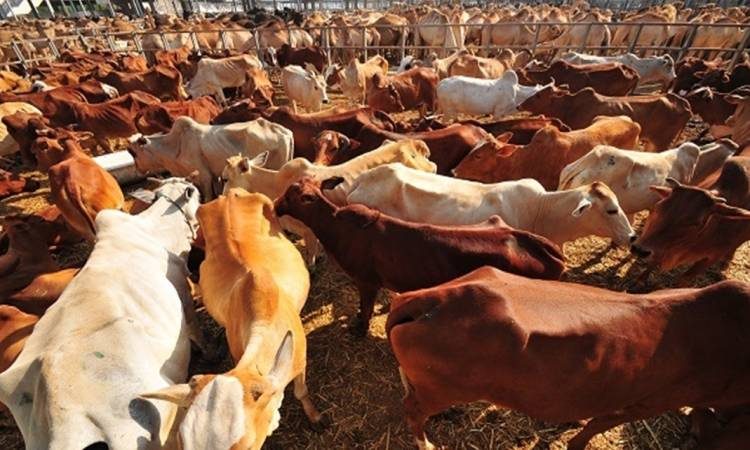 ليبيا تستورد مواشي حية بقيمة 57 مليون دولار وأعلاف بـ780 مليونا خلال 2022