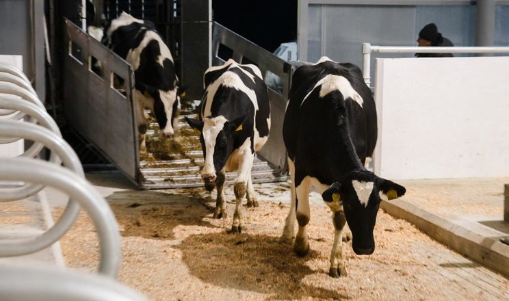 ارتفاع صادرات الماشية الحية الأوكرانية بنسبة 72.1% خلال 7 أشهر