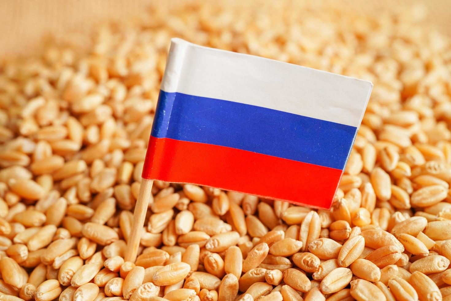 صادرات روسيا من القمح من موانئ البحر الأسود تنخفض إلى 460 ألف طن