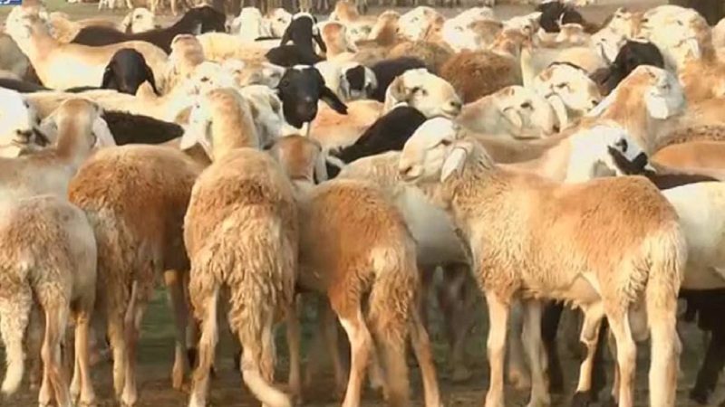 تونس: نسبة نفوق المواشي في زغوان نتيجة نقص الأعلاف لم تتجاوز 5%