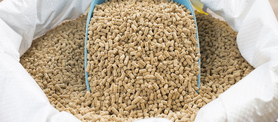 خاص| الوادي: انخفاض حاد في حجم الطلب على الأعلاف يدفع أسعار الذرة للتراجع