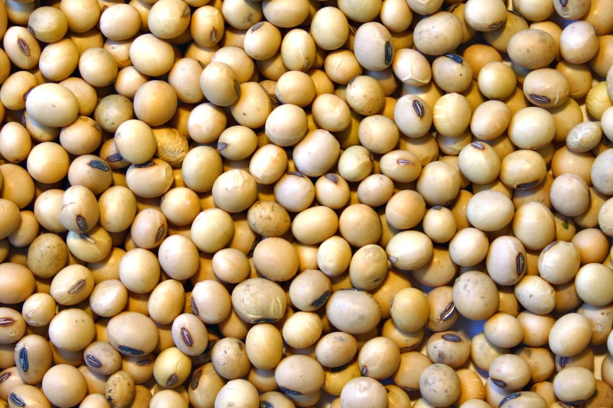 أسعار فول الصويا