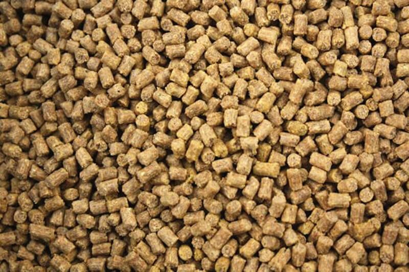 أعلاف الدواجن