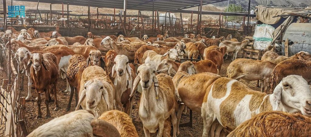 "الزراعة السعودية" تمنع ذبح إناث المواشي إلا بموافقتها