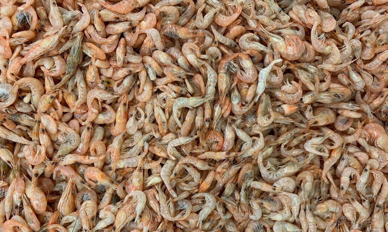 مركر البحوث يكشف إمكانية استخدام "قشر الجمبرى وفضلات الطعام" كعلف حيواني بأقل التكاليف