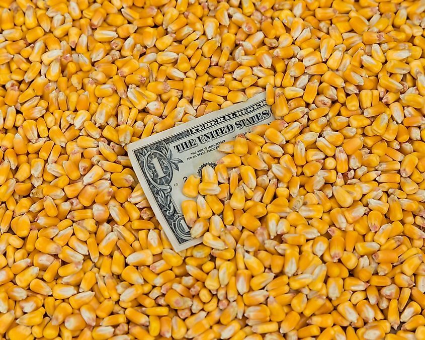 العقود الآجلة للذرة تغلق أولى تداولات العام 2026 على انخفاض