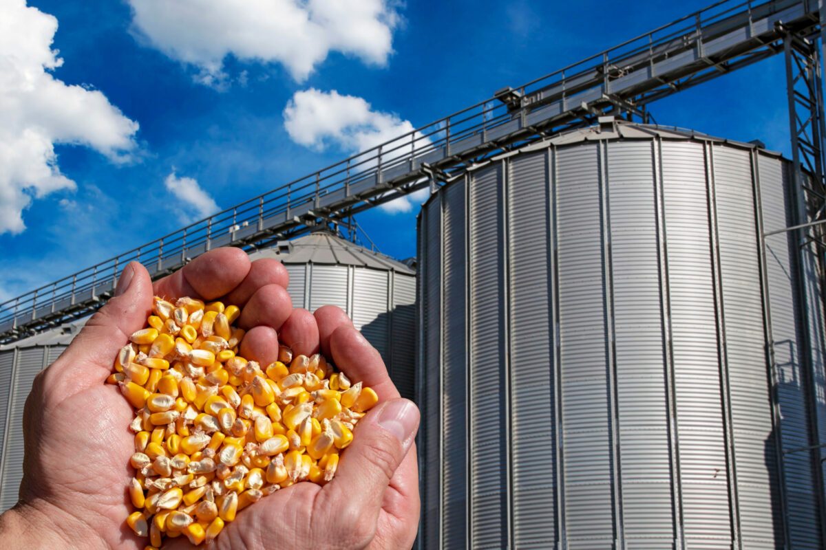 أوروبا تتوقع ارتفاع إنتاج الذرة هذا الموسم عند 58.2 مليون طن