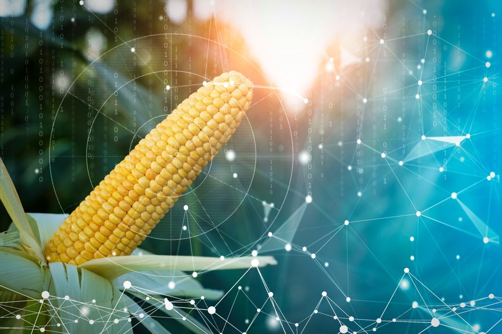 عقود الذرة الآجلة تختتم تداولات الإثنين بتحركات سلبية طفيفة