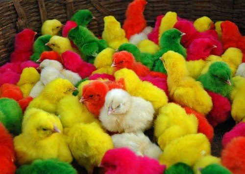 أسعار الكتاكيت اليوم السبت بالشركات.. والمنصورة تسجل 7.5 جنيها للكتكوت