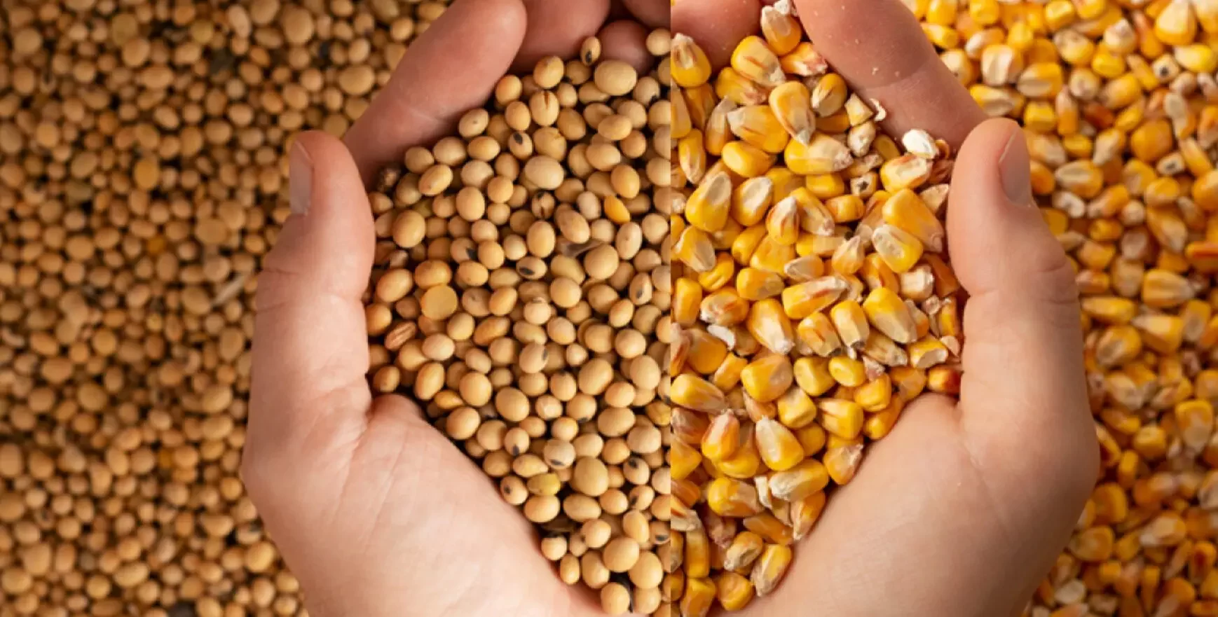 "الزراعة الأمريكية" تعلن عن مبيعات الذرة وفول الصويا إلى المكسيك وباكستان