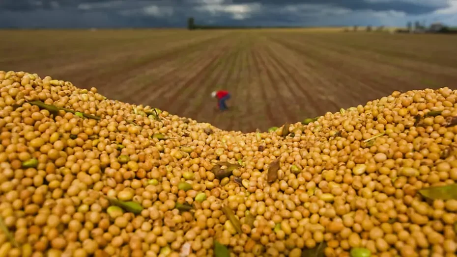 البرازيل تحصد ما يقرب من 90% من محصول فول الصويا