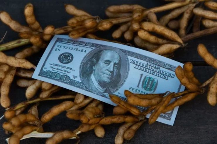 انخفاض أسعار فول الصويا في بورصة شيكاغو إلى أدنى مستوى لها منذ عدة أشهر