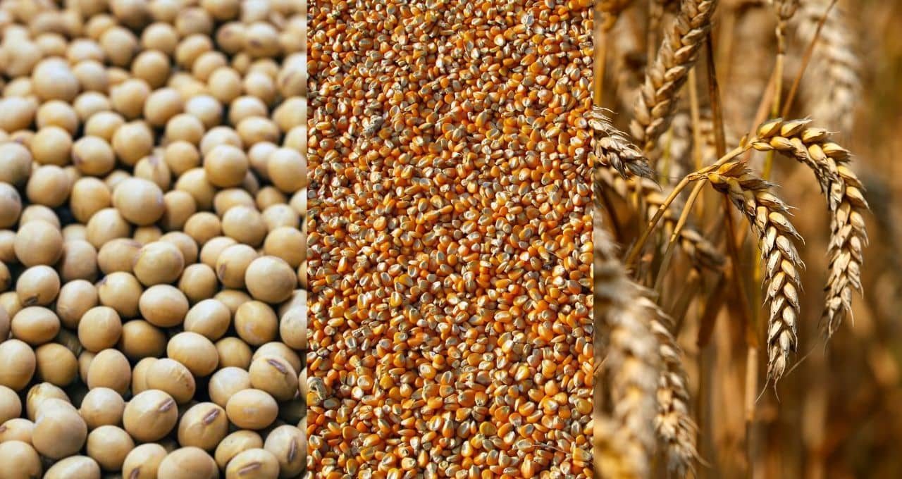 الولايات المتحدة: تراجع شحنات فول الصويا والذرة والقمح الأمريكية هذا الأسبوع