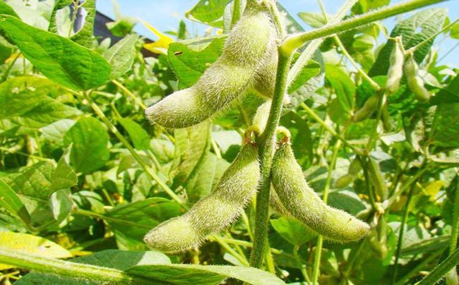 نائب بالشيوخ: زراعة الأعلاف محليا يدعم وقف استيراد الخامات وتوفير الحصيلة الدولارية