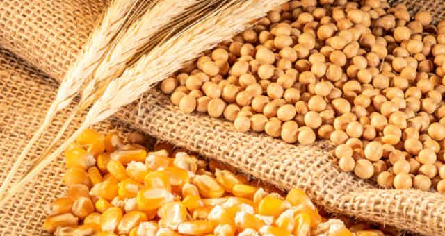 انخفاض عمليات التفتيش على صادرات فول الصويا والذرة الأمريكية