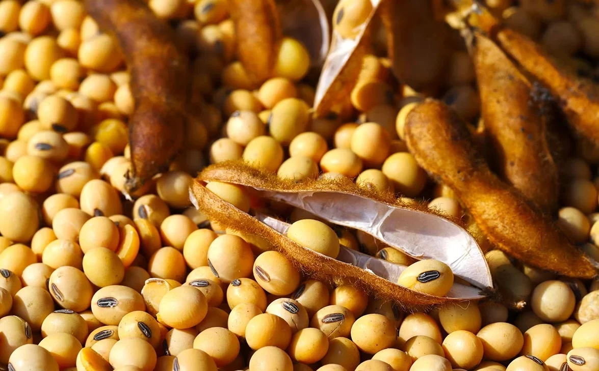 وزارة الزراعة الأمريكية: مبيعات جديدة من فول الصويا تقدر بـ 120 ألف طن