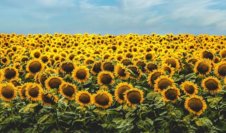 المجلس الدولي للحبوب يرفع توقعاته لإنتاج عباد الشمس لموسم 2025-2026