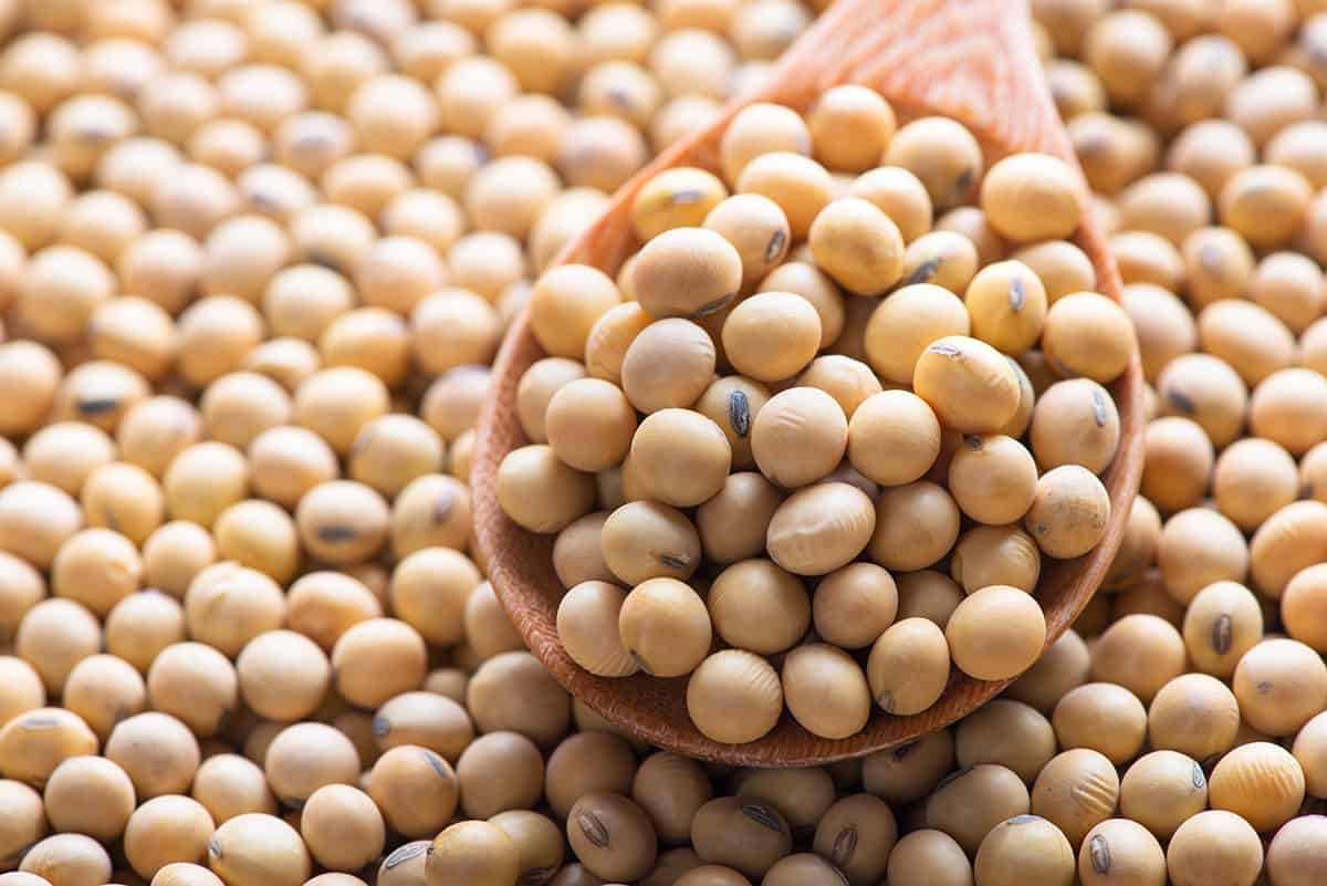 بورصة الحبوب