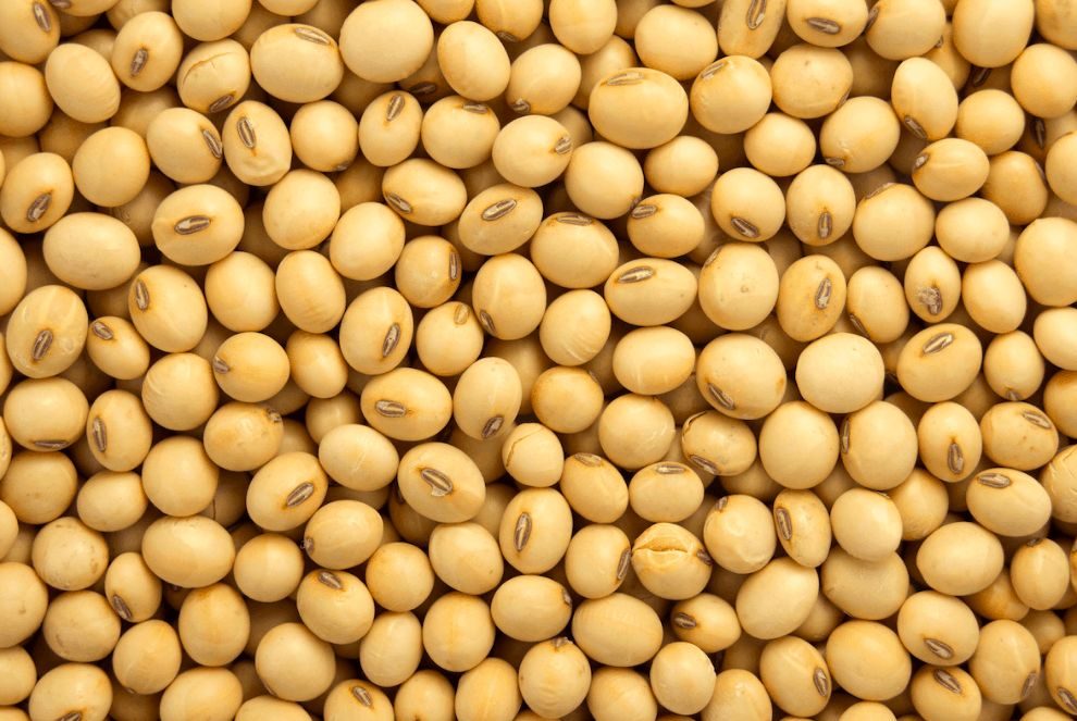 بورصة بوينس آيرس للحبوب تقدر محصول فول الصويا الأرجنتيني بـ 49.6 مليون طن