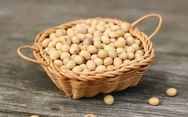 رومانيا تستورد كمية قياسية من فول الصويا الأوكراني بسبب قلة توافر بذور عباد الشمس المحلية