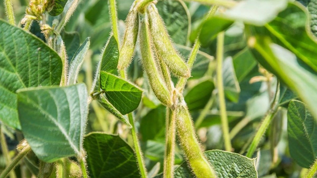 توقعات محصول الصويا في الأرجنتين تنخفض بمقدار مليون طن لتصل إلى 48 مليون طن