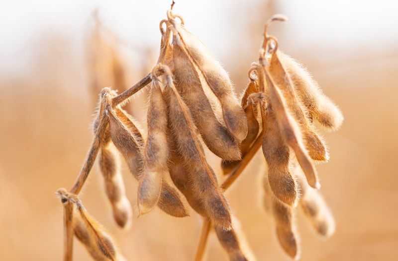 باراجواي تتوقع محصولا قياسيا من فول الصويا.. وانخفاض مستويات المياه في الأنهار يبطئ الصادرات