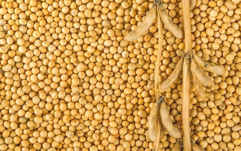 البرازيل المحرك للتغيرات في التوازن العالمي للعرض والطلب على فول الصويا