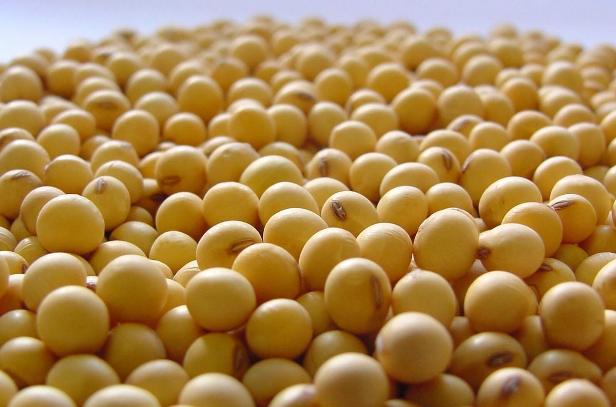 أوروبا تواجه مخاطر طويلة المدى حيث تعيد معركة فول الصويا الأمريكية الصينية تشكيل التجارة العالمية