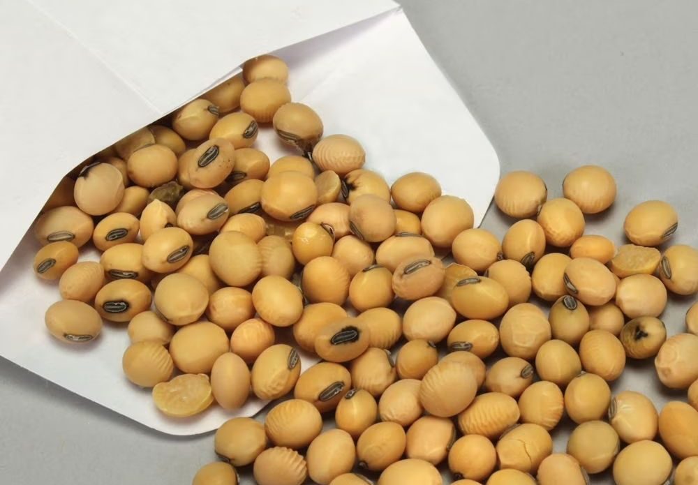 واردات الصين من فول الصويا تزيد بنسبة 5.3%.. ومتوسط سعر الشراء 444.65 دولارًا للطن