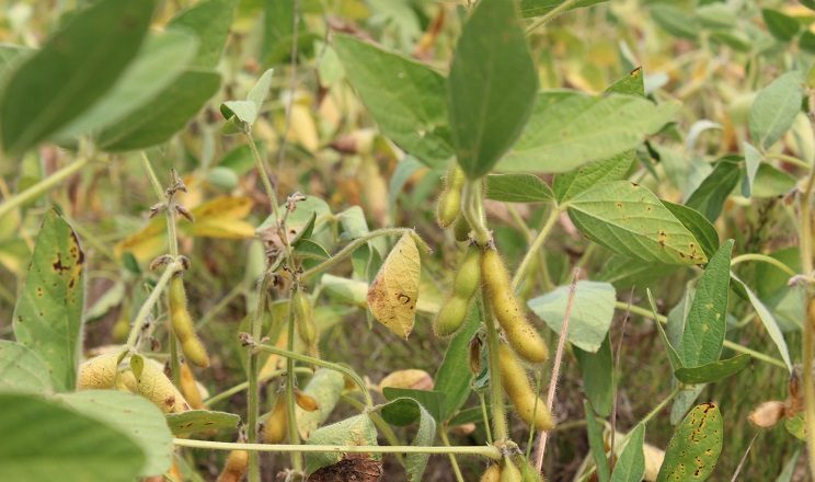 مخاوف الطقس الحار والجاف تثير القلق بشأن 50% من محصول فول الصويا الأرجنتيني