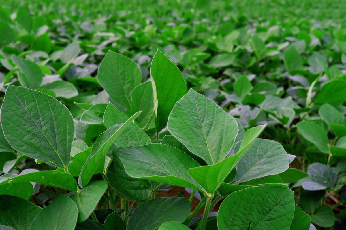 توقعات بانخفاض مساحة فول الصويا في الأرجنتين بنسبة 4.3٪