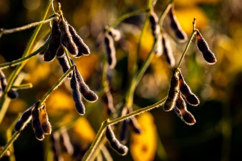 الصين تؤجل مشترياتها الجديدة من فول الصويا بسبب ارتفاع أسعار الفول البرازيلي