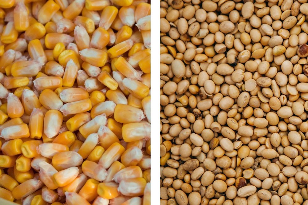 ارتفاع صادرات الأرجنتين من الحبوب بقيمة 2.046 مليار دولار أمريكي في سبتمبر