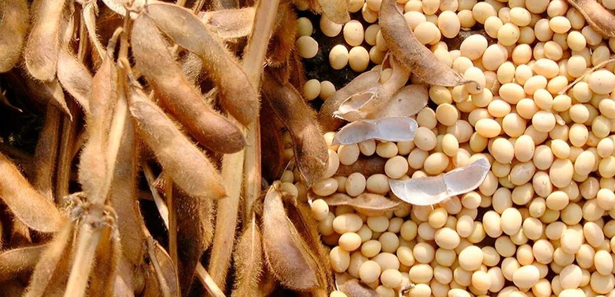 الزراعة الأمريكية تخفض تقديراتها لمحصول الذرة وفول الصويا في البرازيل لموسم 2023-24