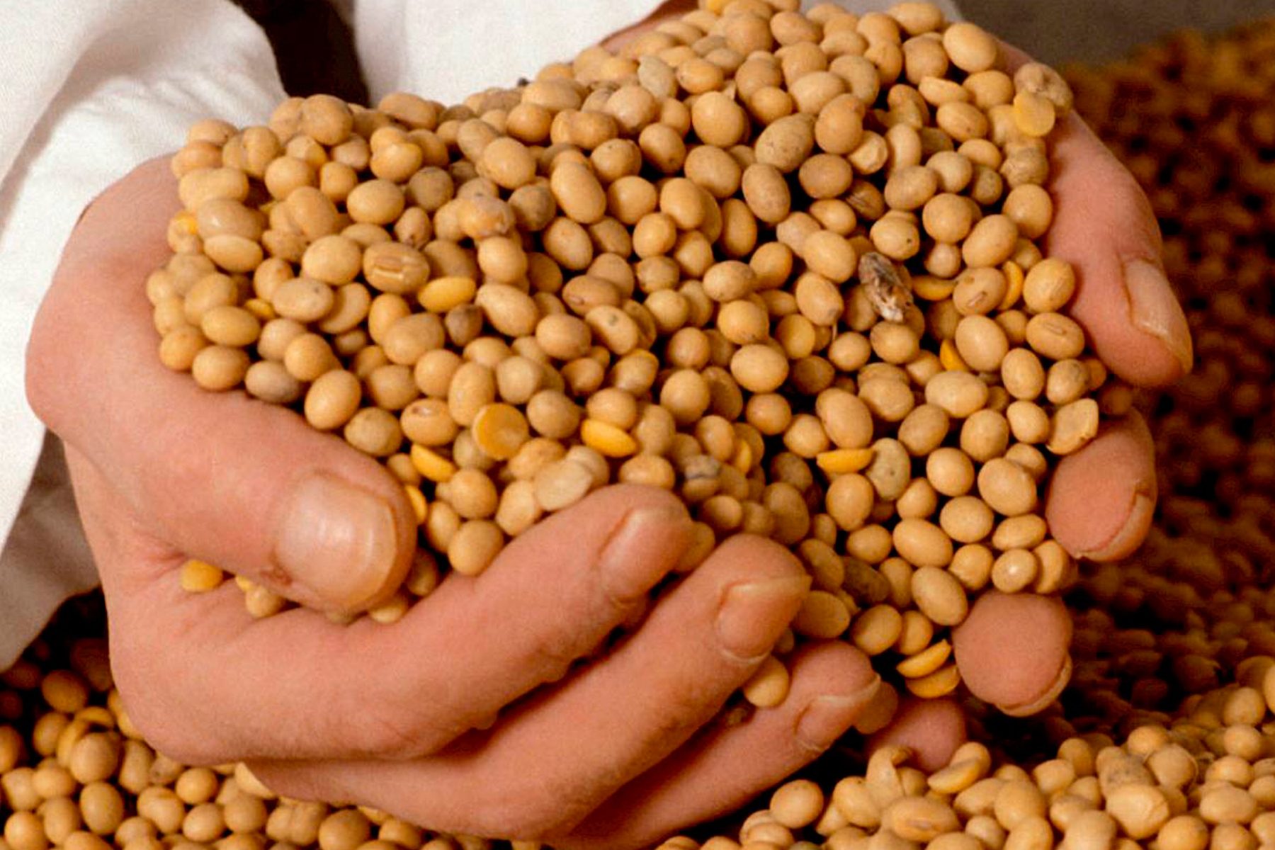 مبيعات فول الصويا