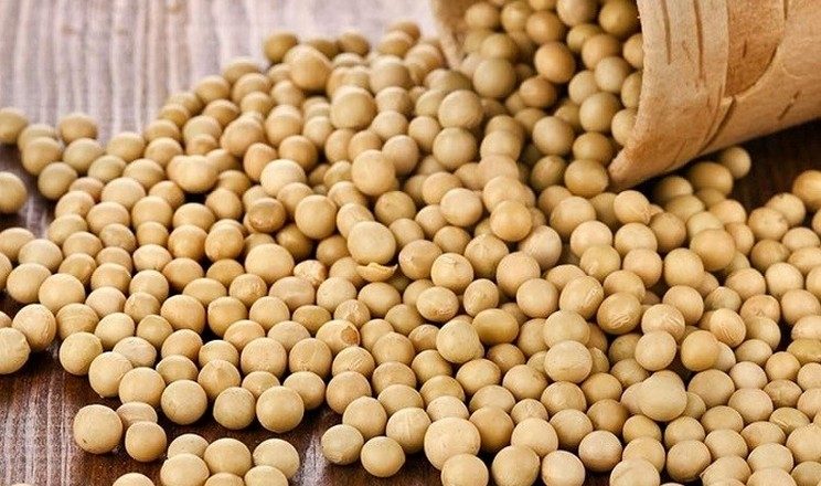 أوكرانيا تصدر 377 ألف طن من فول الصويا في يوليو