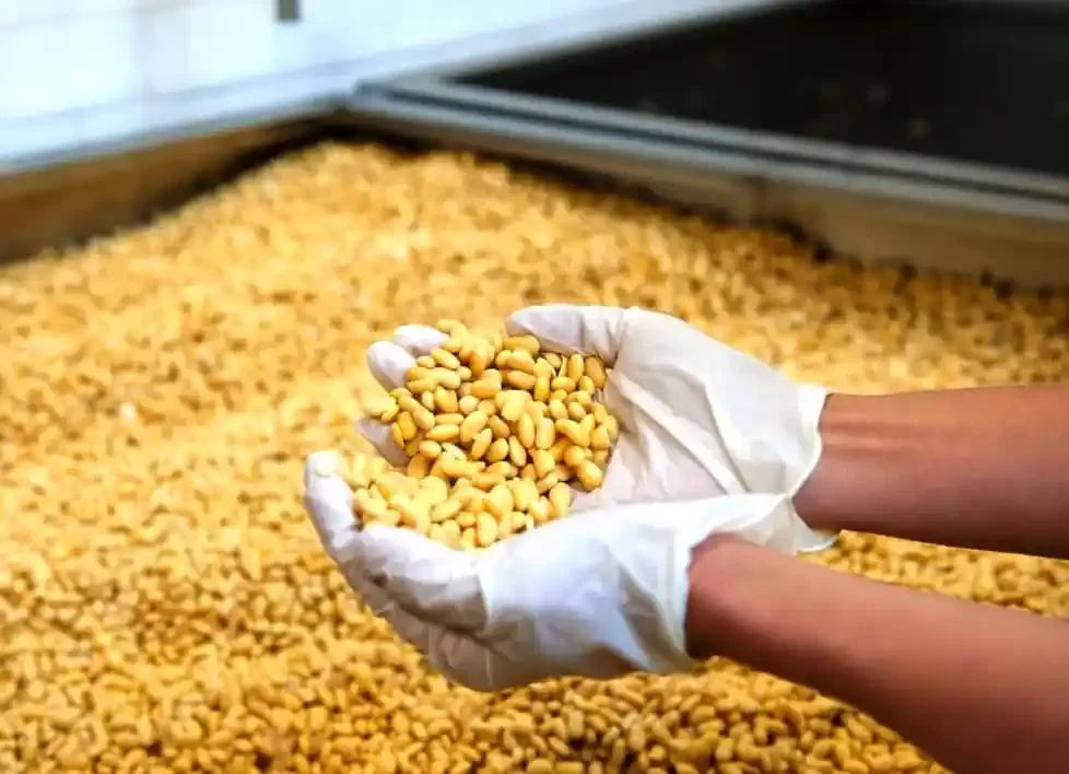 أوكرانيا تصدر 1.4 مليون طن من الحبوب في أول 20 يومًا من شهر أغسطس