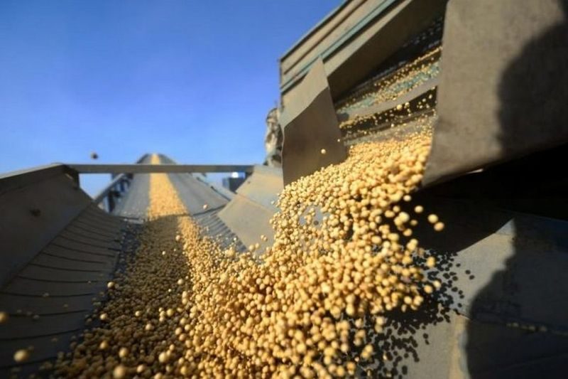 تأخر حصاد فول الصويا في الأرجنتين يبقي الأسعار مرتفعة