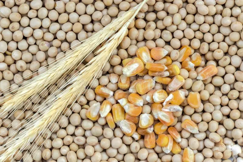 ارتفاع محدود في أسعار المحاصيل الرئيسية في سوق السلع الزراعية العالمية